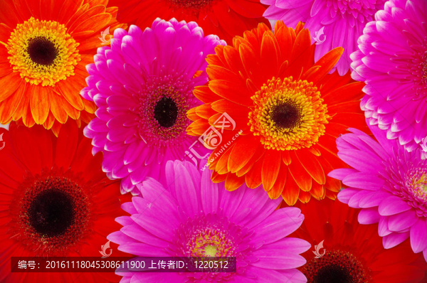 太陽(yáng)花