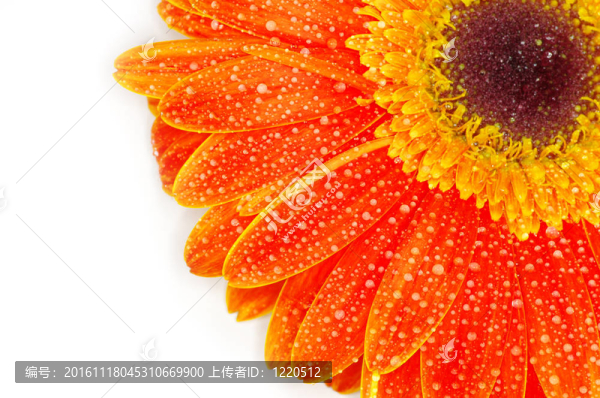 太陽花