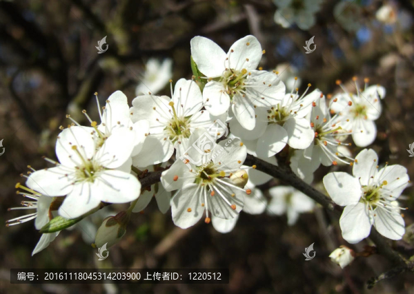 白樹(shù)開(kāi)花