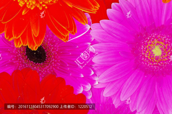 豐富多彩的非洲菊
