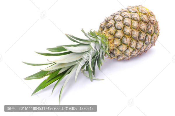 菠蘿