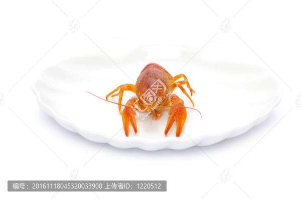 小龍蝦