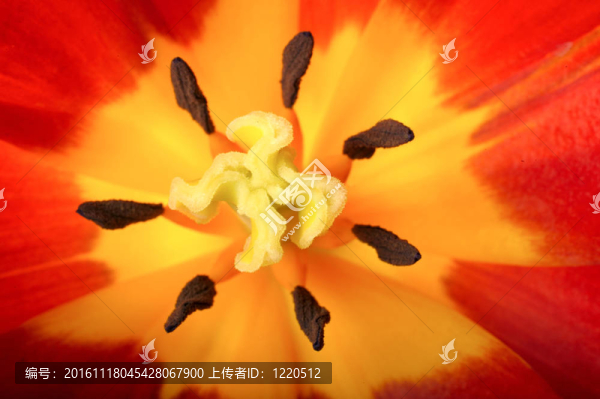郁金香特寫