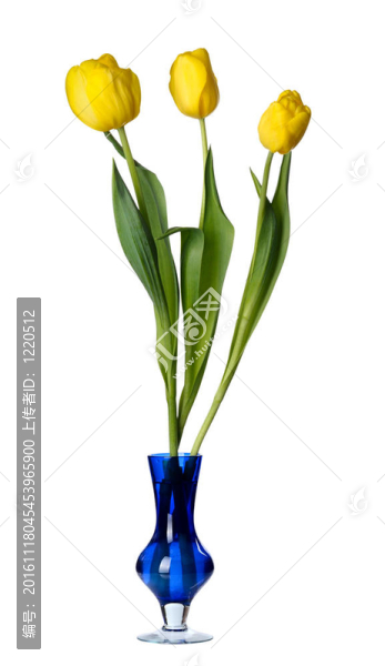 藍(lán)色玻璃花瓶中的郁金香花。