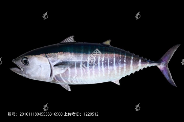藍(lán)鰭金槍魚孤立在黑色的背景