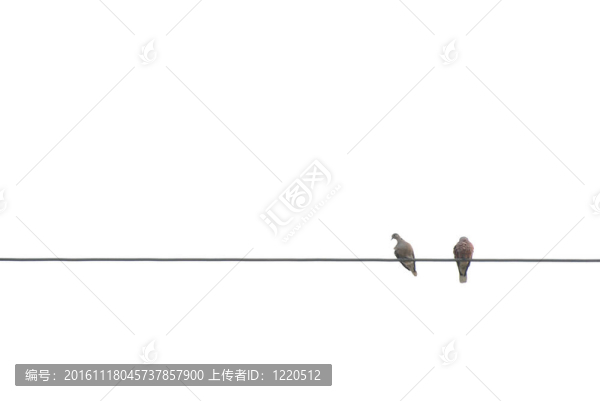 兩只小燕子