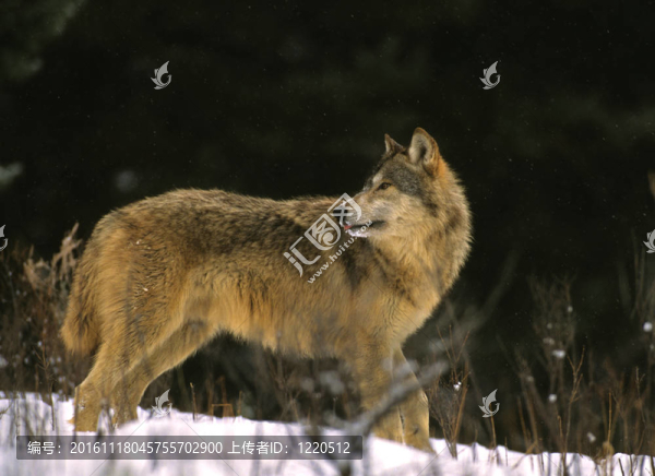 保魯夫回頭看-匯圖網(wǎng) www.fosd68.com 保魯夫回頭看