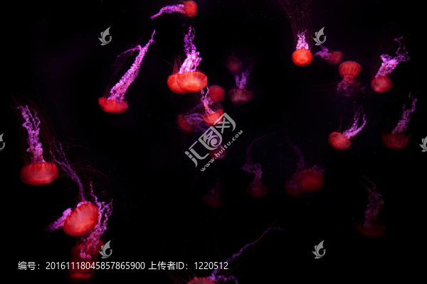 水母