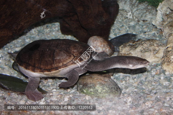熱帶魚