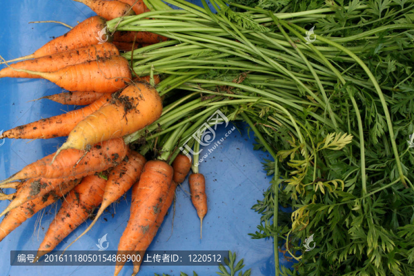 花園里的胡蘿卜