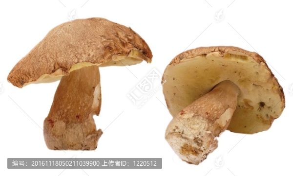 美味牛肝菌蘑菇