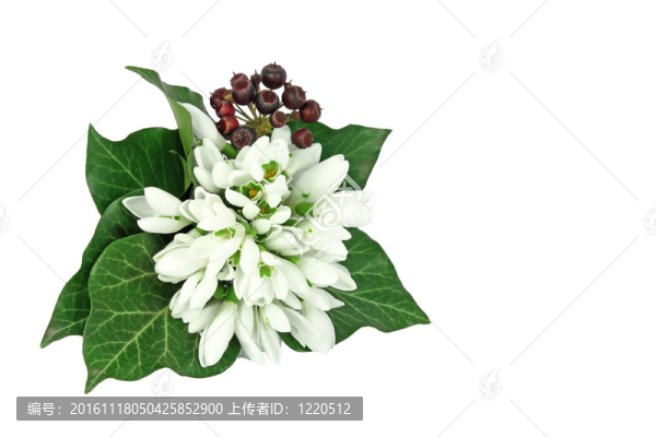 束雪花蓮