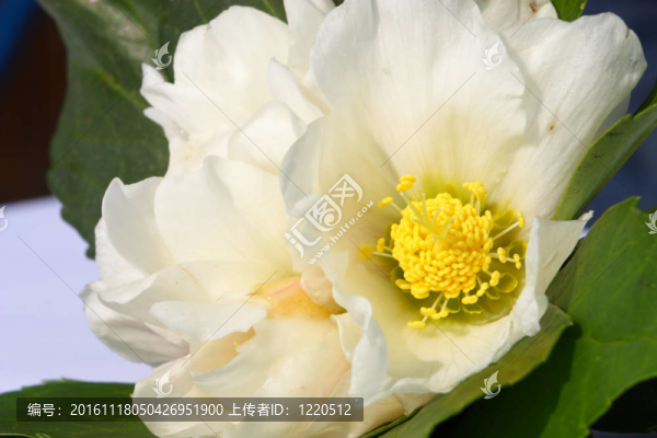 嚏根草