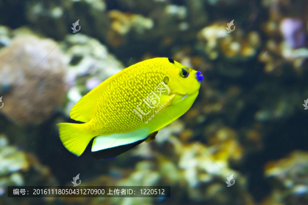 小的魚