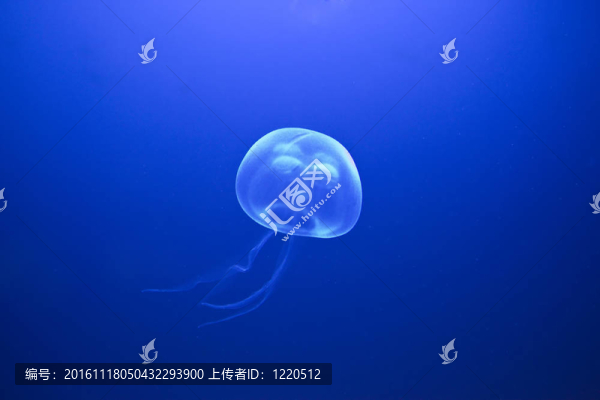 水母