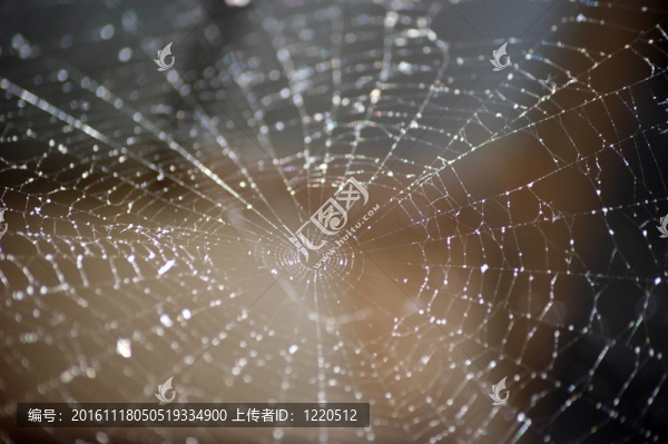 蜘蛛網(wǎng)摘要