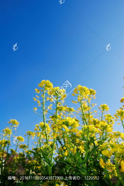 黃色的花