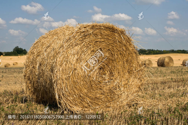 場上的Straw,ricks