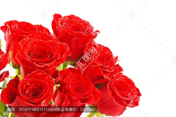 紅玫瑰
