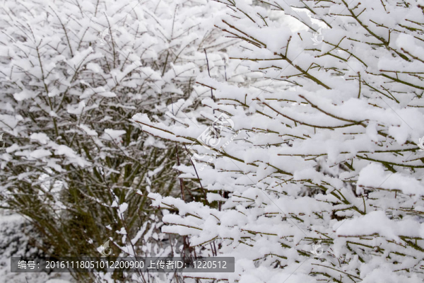 落葉植物上的冬季雪