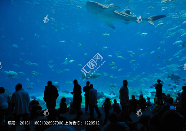 喬治亞水族館食品法院