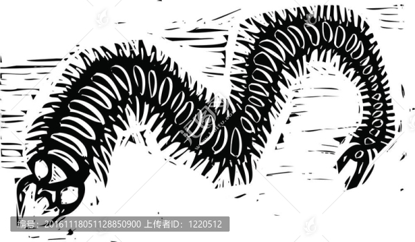蜈蚣