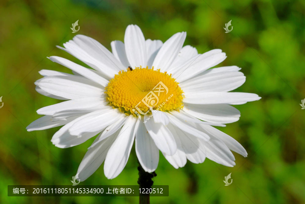 白色的雛菊
