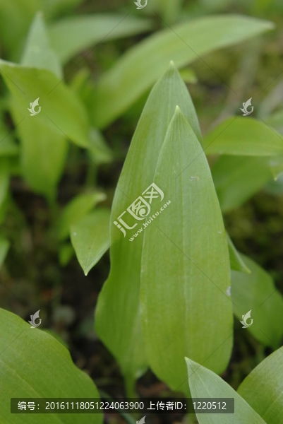 大蒜