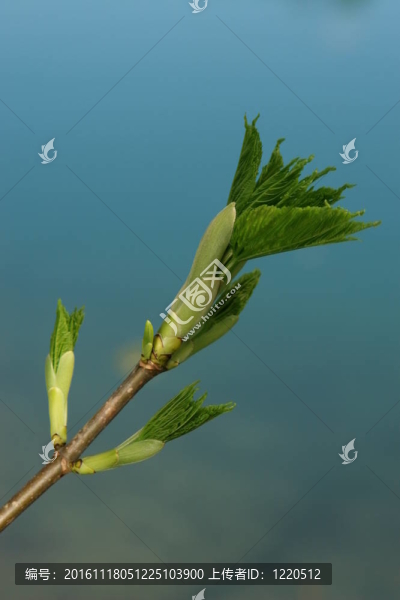 萌芽