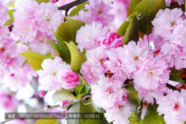 櫻花