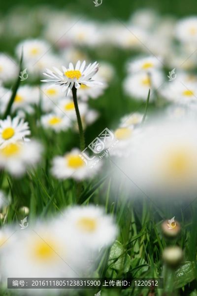 雛菊