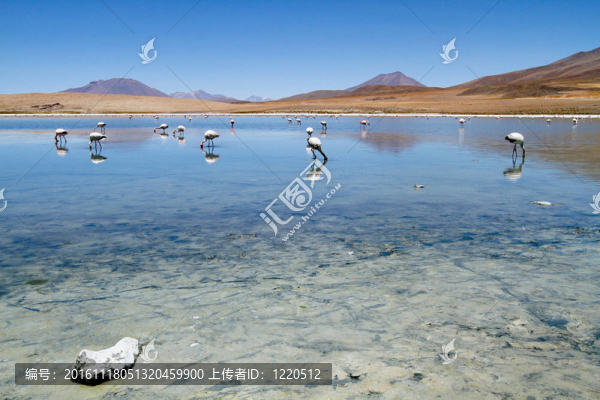 火烈鳥(niǎo)在玻利維亞-匯圖網(wǎng) www.fosd68.com 火烈鳥(niǎo)在玻利維亞