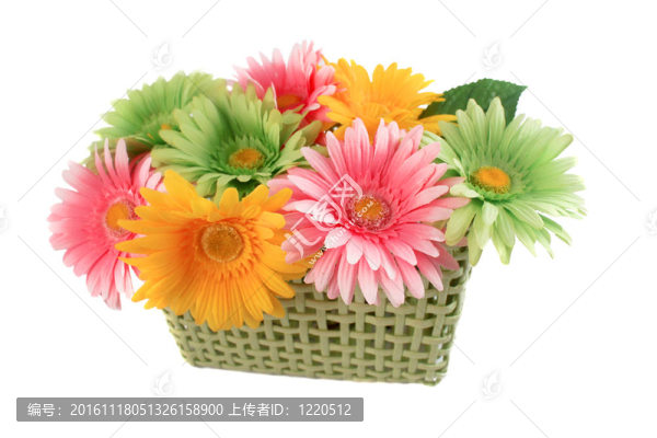 豐富多彩的非洲菊