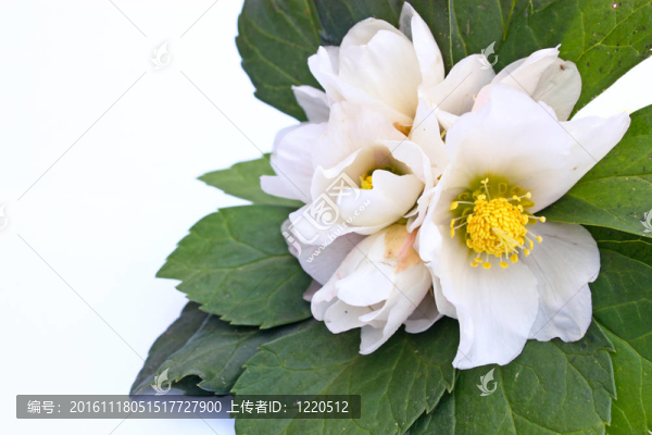 嚏根草