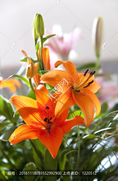 一群橙色的百合花