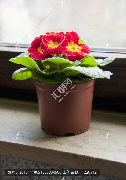 窗臺上的花盆里的紅色花