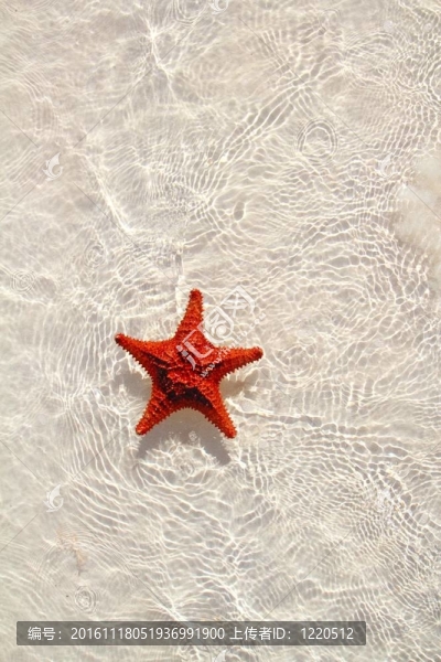 波浪淺水中的海星橙