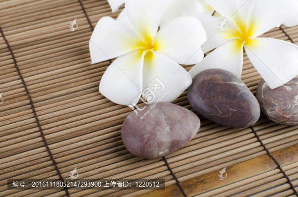 雞蛋花