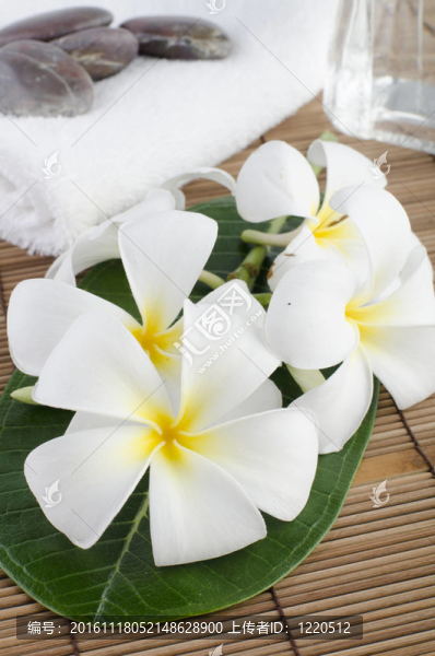 雞蛋花