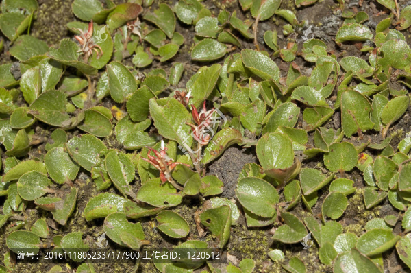 Dwarf,Willow(Salix,herbacea)-匯圖網(wǎng) www.fosd68.com Dwarf,Willow(Salix,herbacea)