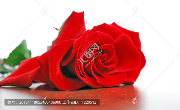 紅玫瑰