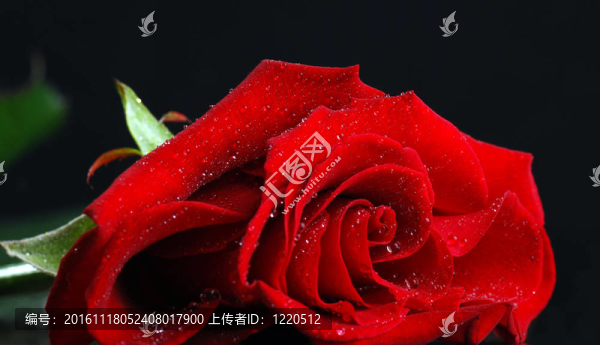 紅玫瑰