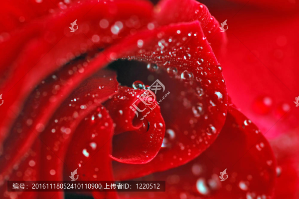 紅玫瑰