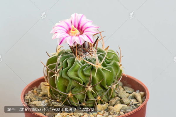 盛開(kāi)的仙人掌