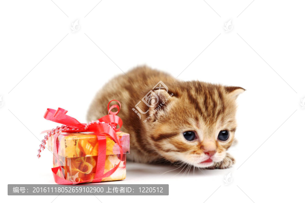 隔離貓和禮物