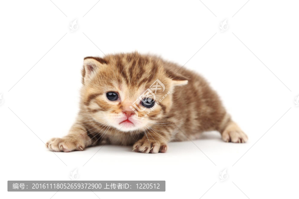 孤立的貓