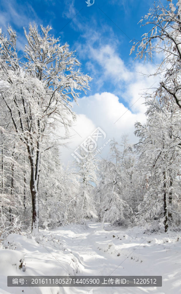 大雪的冬天earthroad