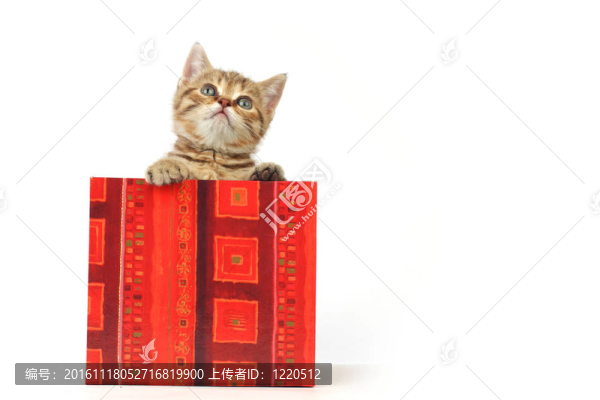 禮品盒中的貓