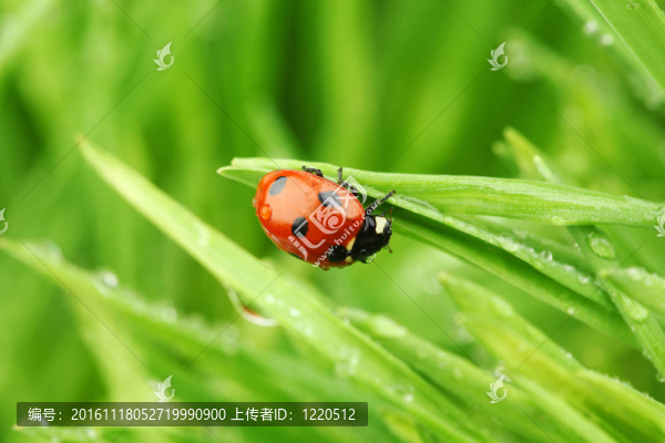 瓢蟲在草