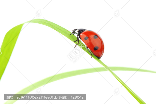 瓢蟲在草